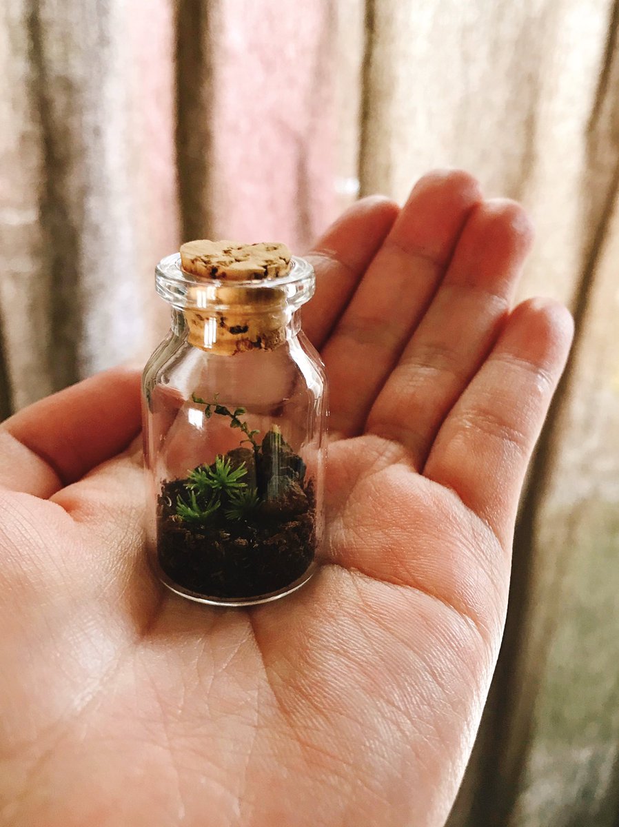 eno_coromoss's tweet photo. 豆テラ。 #苔 #コケ #moss #テラリウム #terrarium #豆テラリウム #miniterrarium https://t.co/PLHrX46OBN