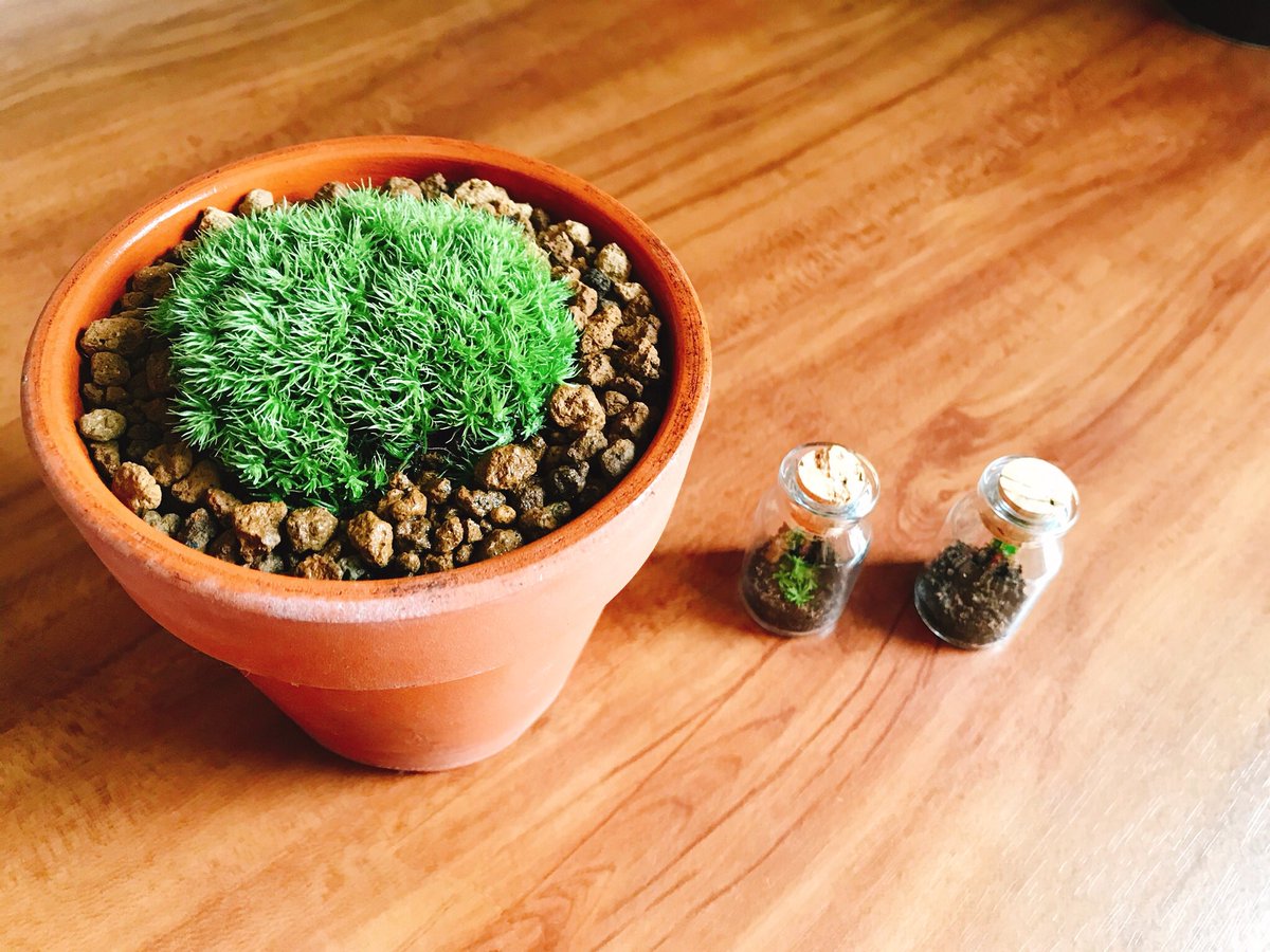 eno_coromoss's tweet photo. 豆テラ。 #苔 #コケ #moss #テラリウム #terrarium #豆テラリウム #miniterrarium https://t.co/PLHrX46OBN
