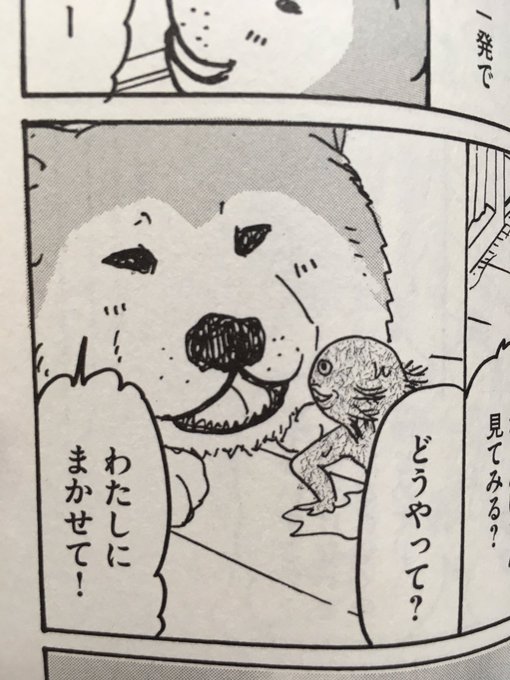 実は よしふみとからあげ に出てきた秋田犬 ナツは実在の子で本名を甘夏ちゃんと言 関口かんこの漫画 実は よしふみとからあげ に出てきた秋田犬 ナツは実在の子で本名を甘夏ちゃんと言 関口かんこの漫画