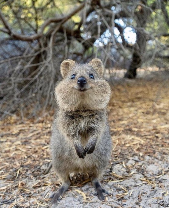 おかしいです 壁紙 かわいい ク アッカ ワラビー