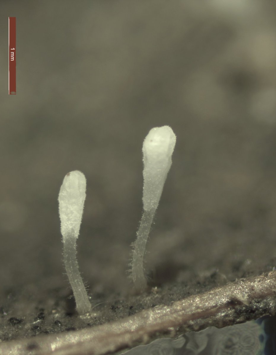 Typhula species are some of the tiniest mushrooms. This one, growing on a poplar leaf is ca. 1.5 mm tall, decays leaf litter on the forest floor. #Basidiomycota, #mushroom, #fruitingbody, #photography