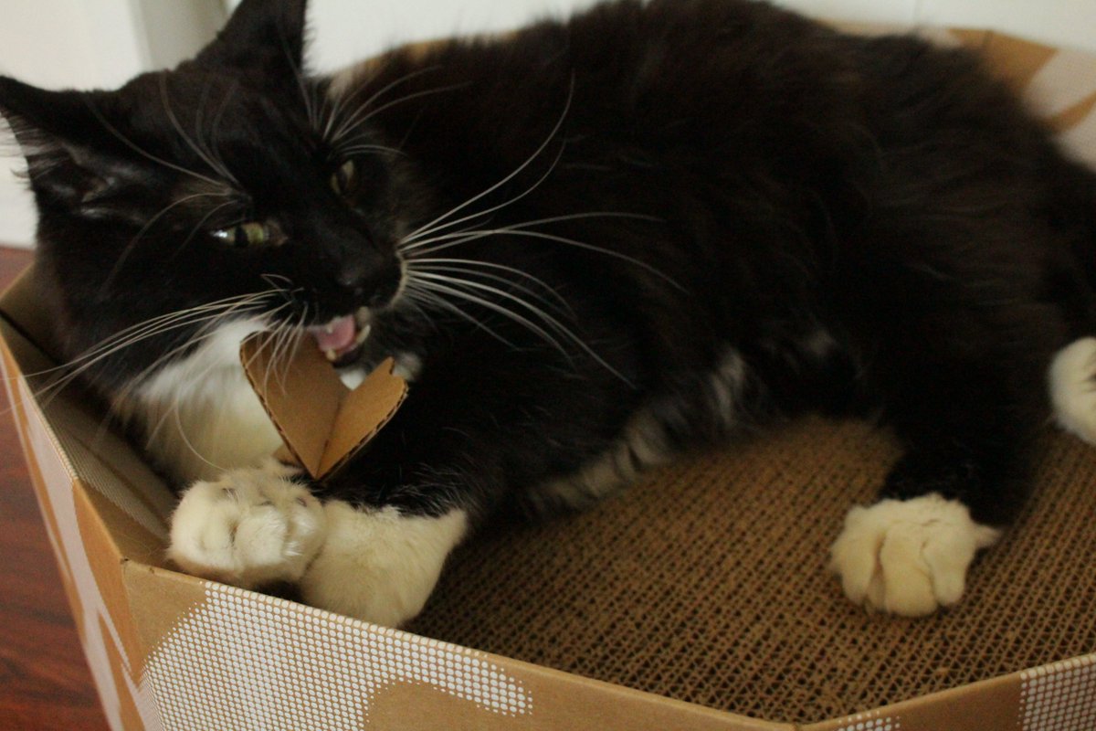 playpuss tweet media