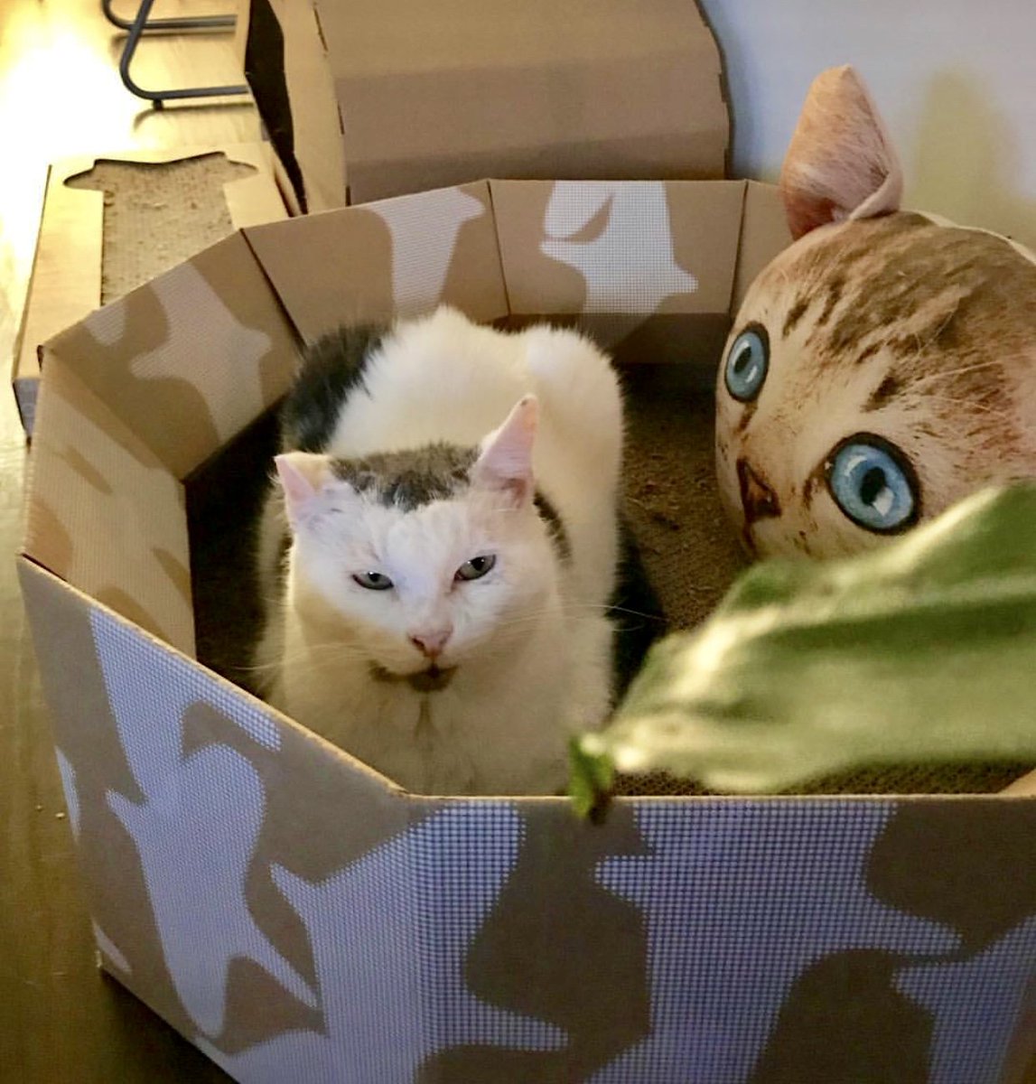 playpuss tweet media