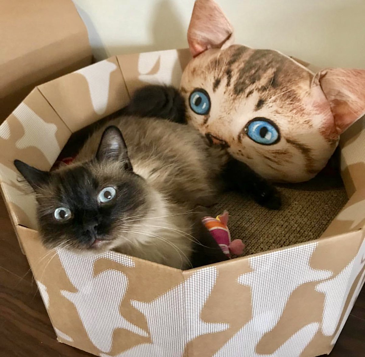 Surprise your best furry with the Kittypod ITI for Xmas! Lowest Price Ever - On SALE $30 + No Tax! 

Shop: playpuss.com/collections/ki…

#catbed #catscratcher #catlover #catlovergift #catmom #catdad #catsanta #catrescue #savecats #savekittens #christmascat #holidayshopping #bestmeow