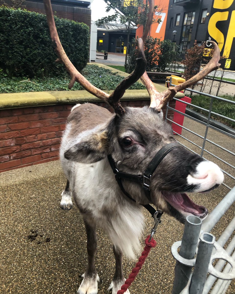 EQmanchester's tweet photo. We hope everyone enjoyed our #Christmas event as much as this guy did! 🦌🎄
•
•
#reindeer #festive #festiveseason #xmas #workplaceevent #christmasevent #animals https://t.co/XKvVyyDsz8