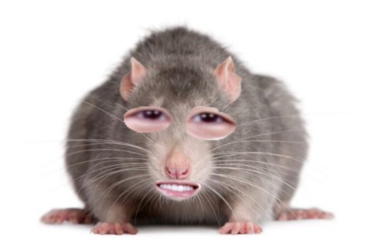  @ericnamofficial as rats: a thread