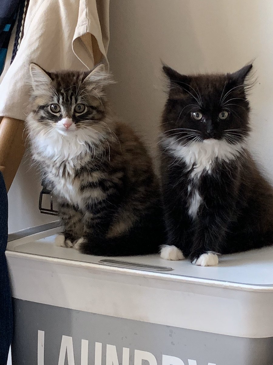 Deirdre O'Loughlin tweet media