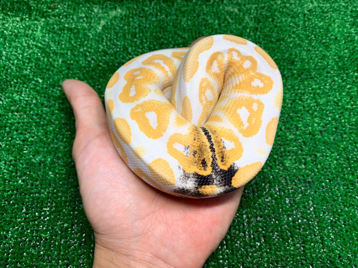 ReptileAloha's tweet photo. ボールパイソン
"ブラックパステルアルビノパラドックス"

入荷しました！！
#instareptile #instaangmal
#reptile #爬虫類 #exotic #珍獣
#snake #蛇 #lizard #トカゲ
#americanpitbullterrier #ピットブル
#爬虫類ショップ #reptileshop
#reptileshopaloha https://t.co/5p0T74pj9k