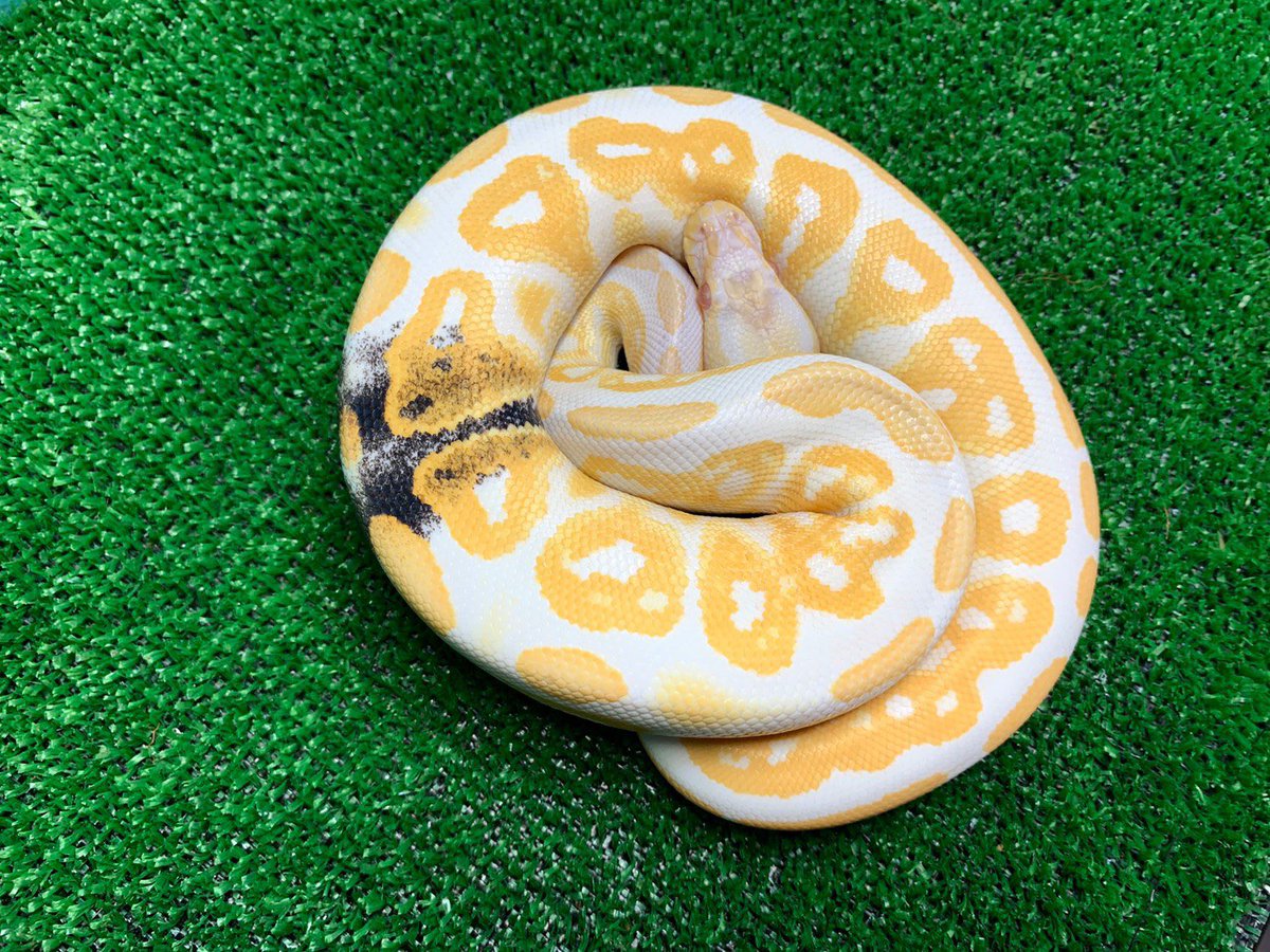 ReptileAloha's tweet photo. ボールパイソン
"ブラックパステルアルビノパラドックス"

入荷しました！！
#instareptile #instaangmal
#reptile #爬虫類 #exotic #珍獣
#snake #蛇 #lizard #トカゲ
#americanpitbullterrier #ピットブル
#爬虫類ショップ #reptileshop
#reptileshopaloha https://t.co/5p0T74pj9k