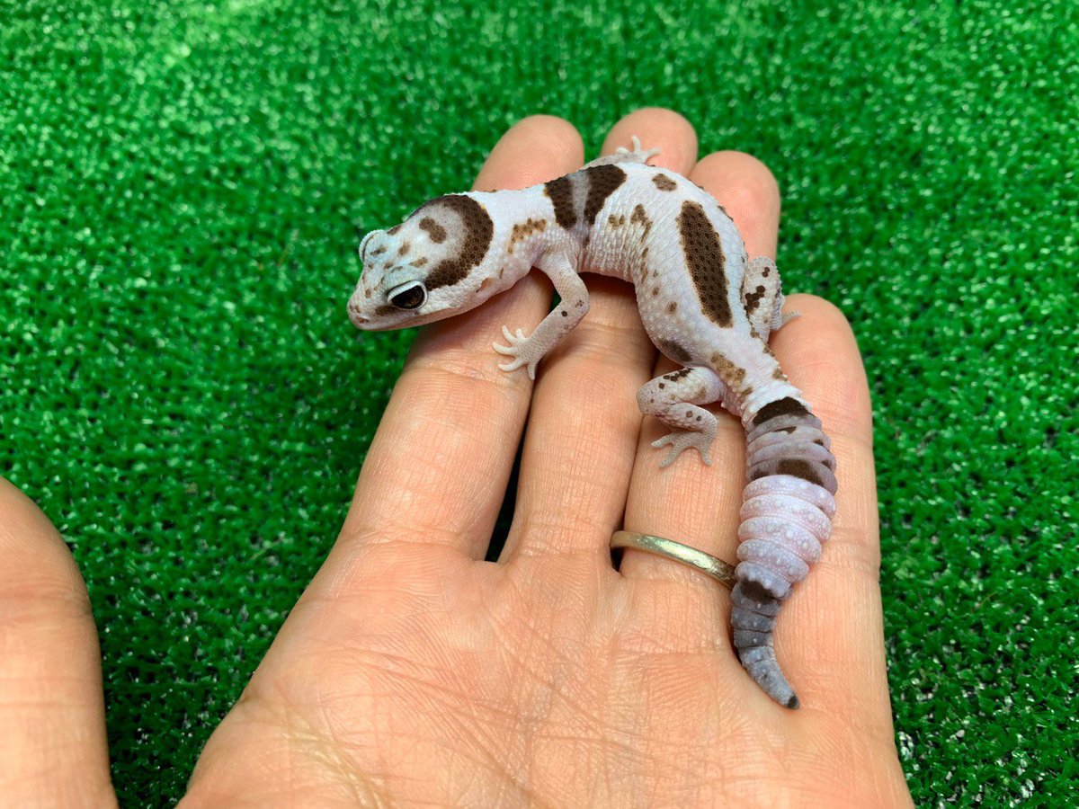 ReptileAloha's tweet photo. ニシアフリカトカゲモドキ
"ホワイトアウトhetキャラメル"♂

入荷しました！！
#instareptile #instaangmal
#reptile #爬虫類 #exotic #珍獣
#snake #蛇 #lizard #トカゲ
#americanpitbullterrier #ピットブル
#爬虫類ショップ #reptileshop
#reptileshopaloha https://t.co/aM7WaQnFWo