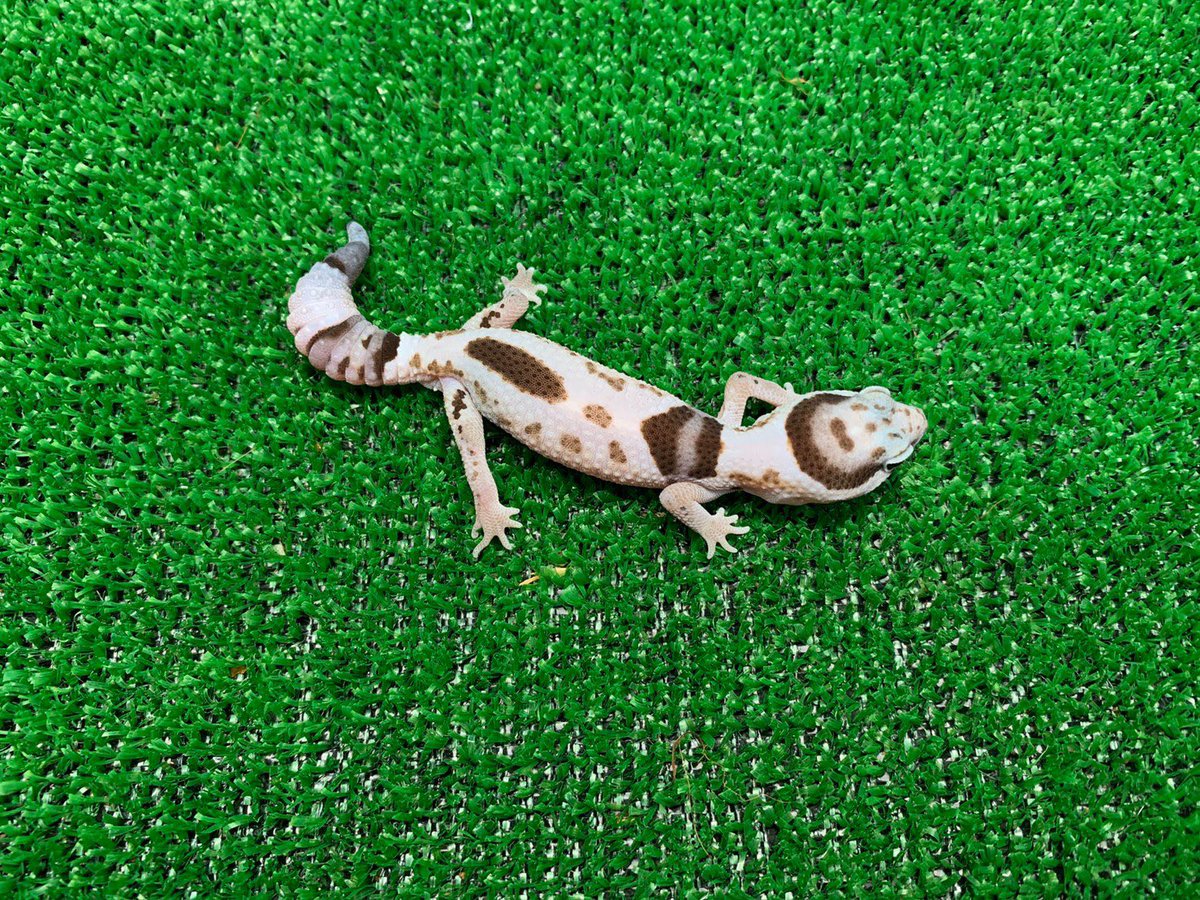 ReptileAloha's tweet photo. ニシアフリカトカゲモドキ
"ホワイトアウトhetキャラメル"♂

入荷しました！！
#instareptile #instaangmal
#reptile #爬虫類 #exotic #珍獣
#snake #蛇 #lizard #トカゲ
#americanpitbullterrier #ピットブル
#爬虫類ショップ #reptileshop
#reptileshopaloha https://t.co/aM7WaQnFWo