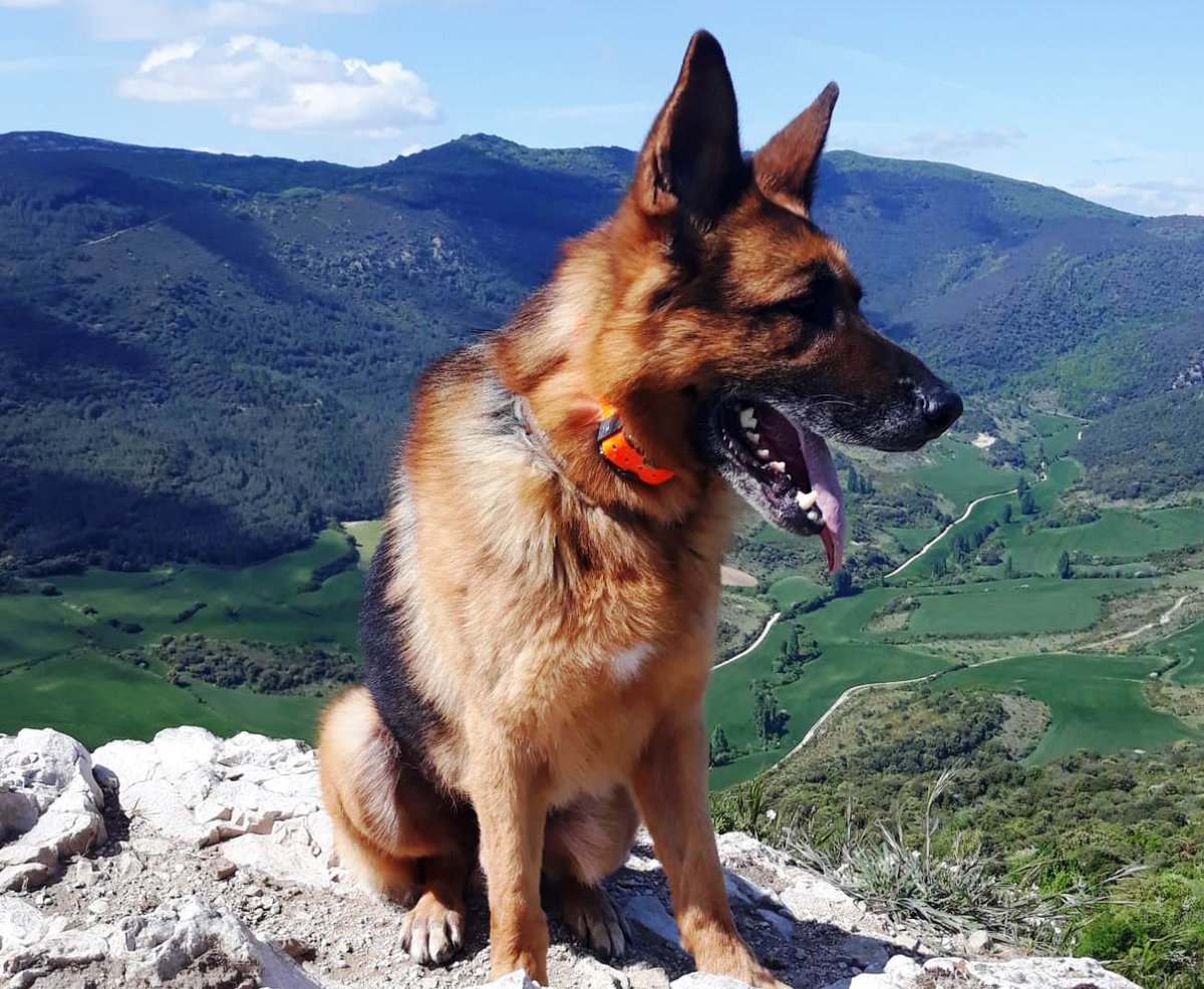 Ikatz se jubila tras dilatada trayectoria y servicios buscando personas. Estamos trabajando para encontrarle un hogar espacioso a nuestro compañero. Interesados contactar con pfjefcom@navarra.es 
!Gracias amigo, eskerrik asko lagun!
#K9