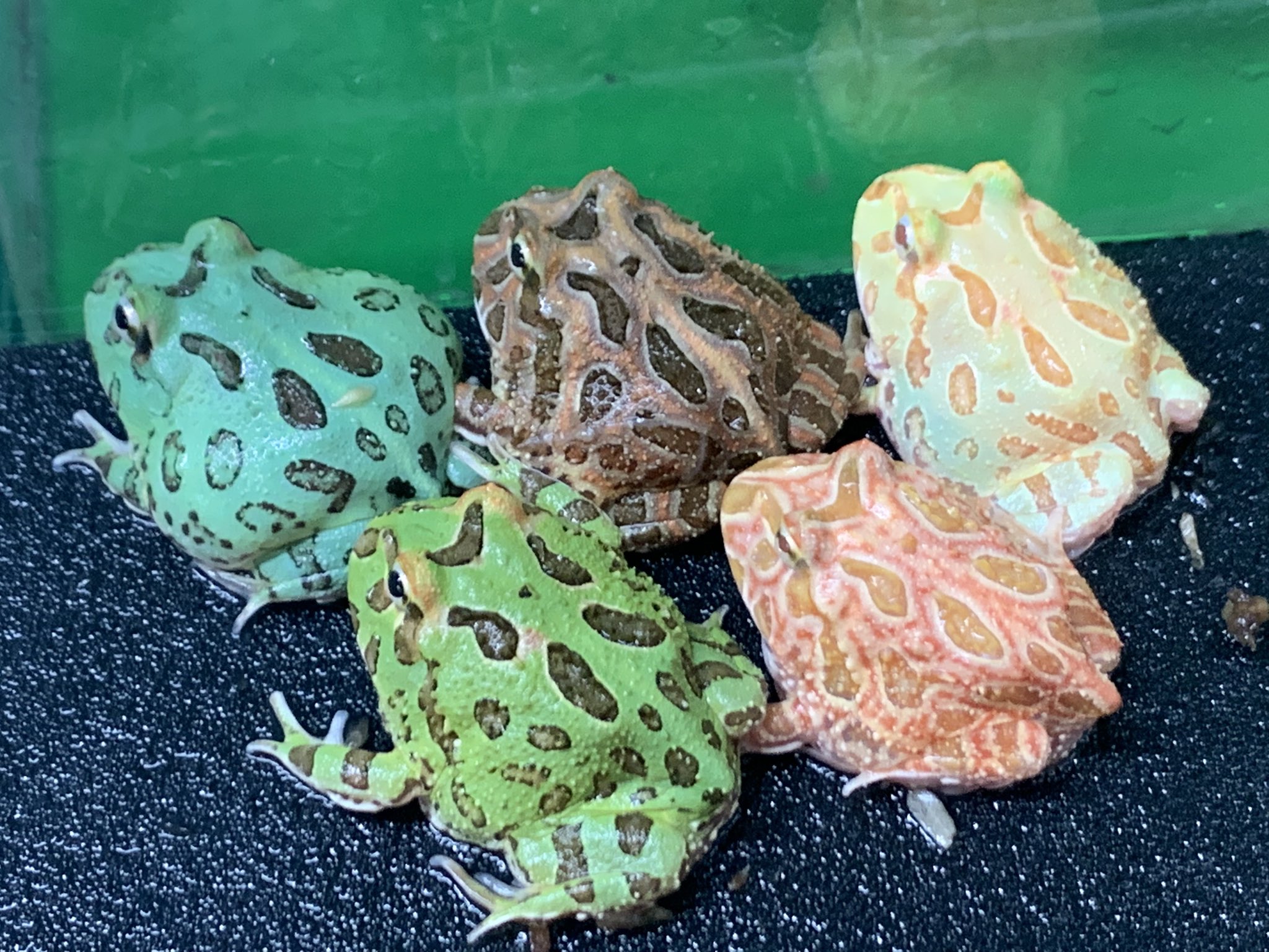 クランウェルツノガエル パステルカラー