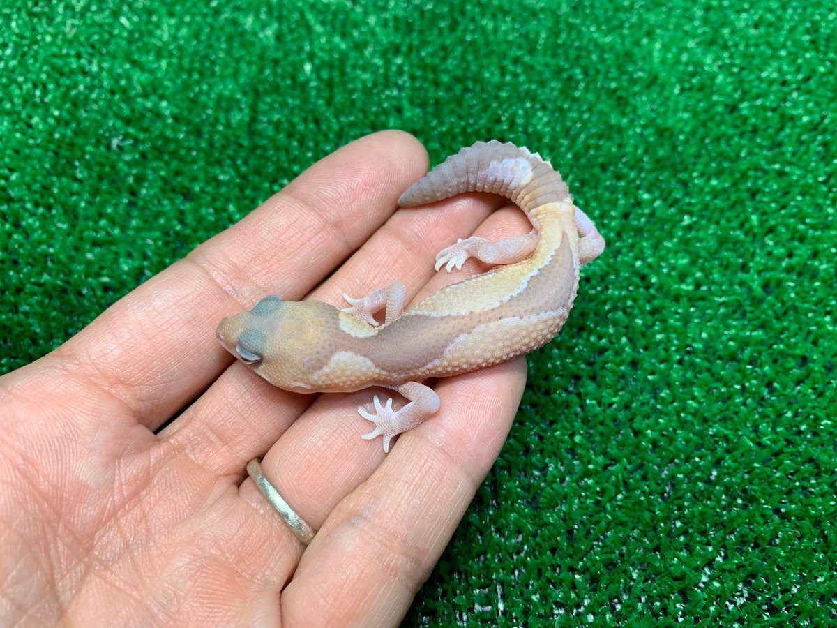ReptileAloha's tweet photo. ニシアフリカトカゲモドキ
"キャラメルズールー"♂

入荷しました！！
#instareptile #instaangmal
#reptile #爬虫類 #exotic #珍獣
#snake #蛇 #lizard #トカゲ
#americanpitbullterrier #ピットブル
#爬虫類ショップ #reptileshop
#reptileshopaloha https://t.co/XYoWFBeJhF