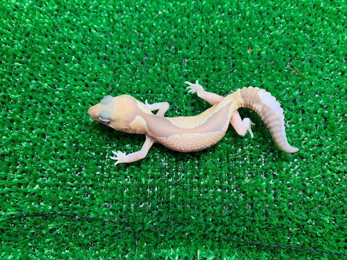 ReptileAloha's tweet photo. ニシアフリカトカゲモドキ
"キャラメルズールー"♂

入荷しました！！
#instareptile #instaangmal
#reptile #爬虫類 #exotic #珍獣
#snake #蛇 #lizard #トカゲ
#americanpitbullterrier #ピットブル
#爬虫類ショップ #reptileshop
#reptileshopaloha https://t.co/XYoWFBeJhF