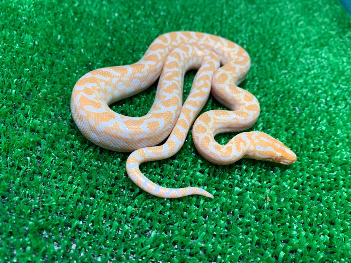 ReptileAloha's tweet photo. コロンビアレインボーボア
"アルビノ"

入荷しました！！
#instareptile #instaangmal
#reptile #爬虫類 #exotic #珍獣
#snake #蛇 #lizard #トカゲ
#americanpitbullterrier #ピットブル
#爬虫類ショップ #reptileshop
#reptileshopaloha https://t.co/N7x64ftfVv