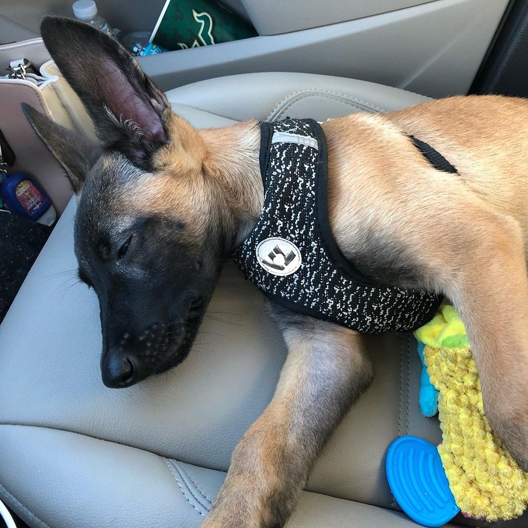 AndyCandon's tweet image. so much love for my pets