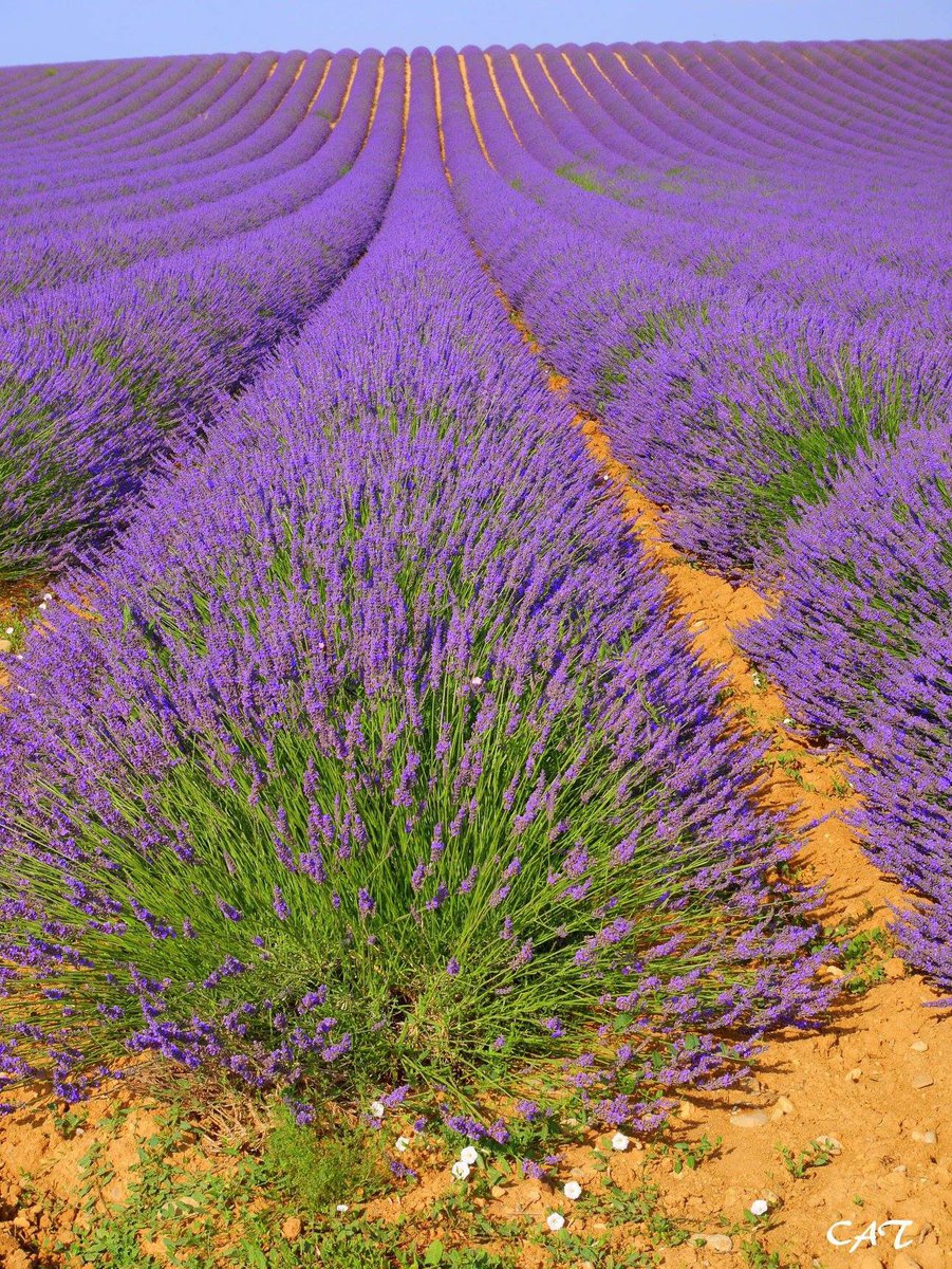 catfan57200's tweet image. La musique commence là où s’arrête le pouvoir des mots - Richard Wagner