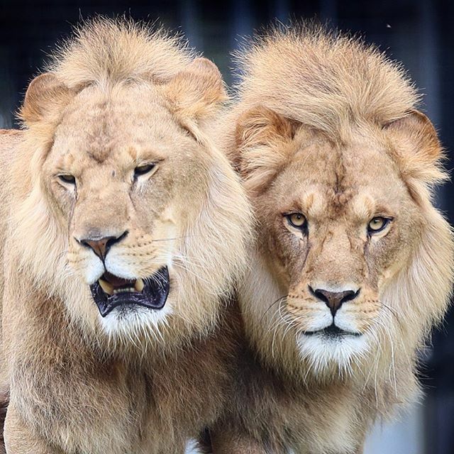 Melbourne Zoo's two lion brothers Ndidi and Zuberi are turning three years old tomorrow. Picture: Alex Coppel. @alexcoppel #heraldsun @zoosvictoria #melbournezoo #lions ift.tt/2E5ETXx