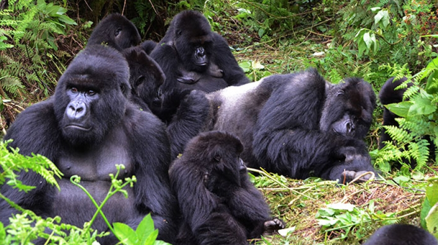 selfdriverwanda's tweet photo. This is so good and excellent, u people need to travel the world it is amazing In #Rwanda.
Did you know that some gorillas have learned to use sign language to communicate with humans?
Come and rent your favourite Car at @SELFDRIVERWANDA to enjoy the beauty of Gorilla Mountain. https://t.co/hsfHAzJTgw