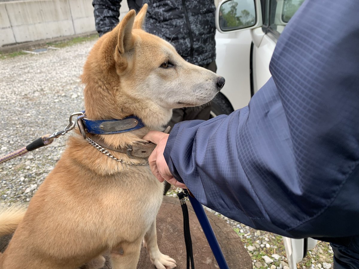 ট ইট র 老犬ホーム九十九里パーク 柴犬の福太郎くん 11歳 と縄文柴のゲンくん 6歳 大好きなご家族さまと面会の日 海さんぽ行ってきます の福太郎くんとおじいちゃんにピッタリのゲンくんです T Co Atibbjilvl 老犬介護 高齢犬 長期お預り 老