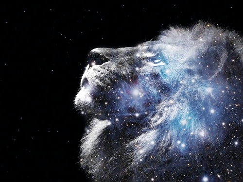 jimmy.lionstar tweet media