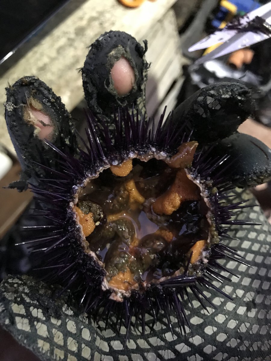 Sicilian sea urchins siciliangodmother.com/2019/12/11/sic…
