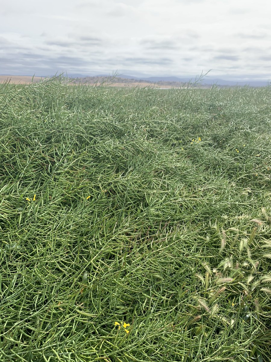 Darrin Lee tweet media