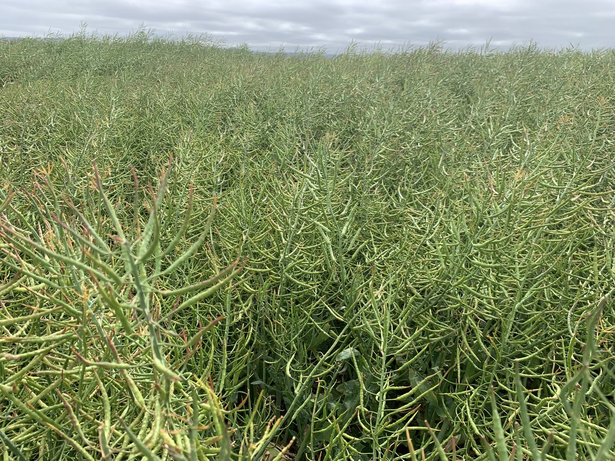 Darrin Lee tweet media