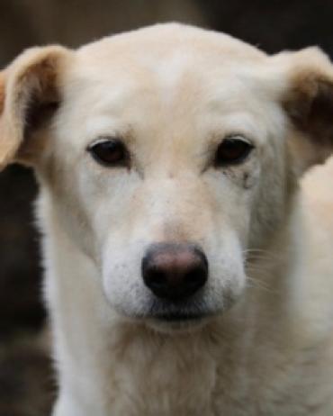 TEA - 7 Jahre sind genug, oder? (Hund): [Hund: Mischling, 11 Jahre] Hier kommt TEA: Seit unfassbar langen 7 Jahren ist sie hinter viel zu engen Canile-Mauern gefangen  abgeschoben und (fast) vergessen! Es ist allerhöchste Zeit, unserer wunderschönen… dlvr.it/RL3tcc