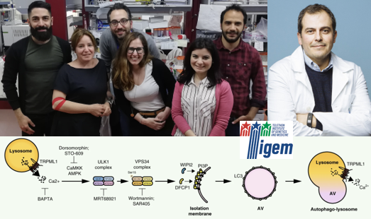 Tigem_Telethon's tweet photo. Congratulations to Anna Scotto Rosato and Sandro Montefusco from Medina’s lab for their work published in @NatureComms
They showed how #TRPML1 links #lysosomal #calcium to #autophagosome biogenesis in a #TFEB-independent manner #TigemScience
Read more!
https://t.co/2MeUAikAxd https://t.co/UsOJZsJD5y
