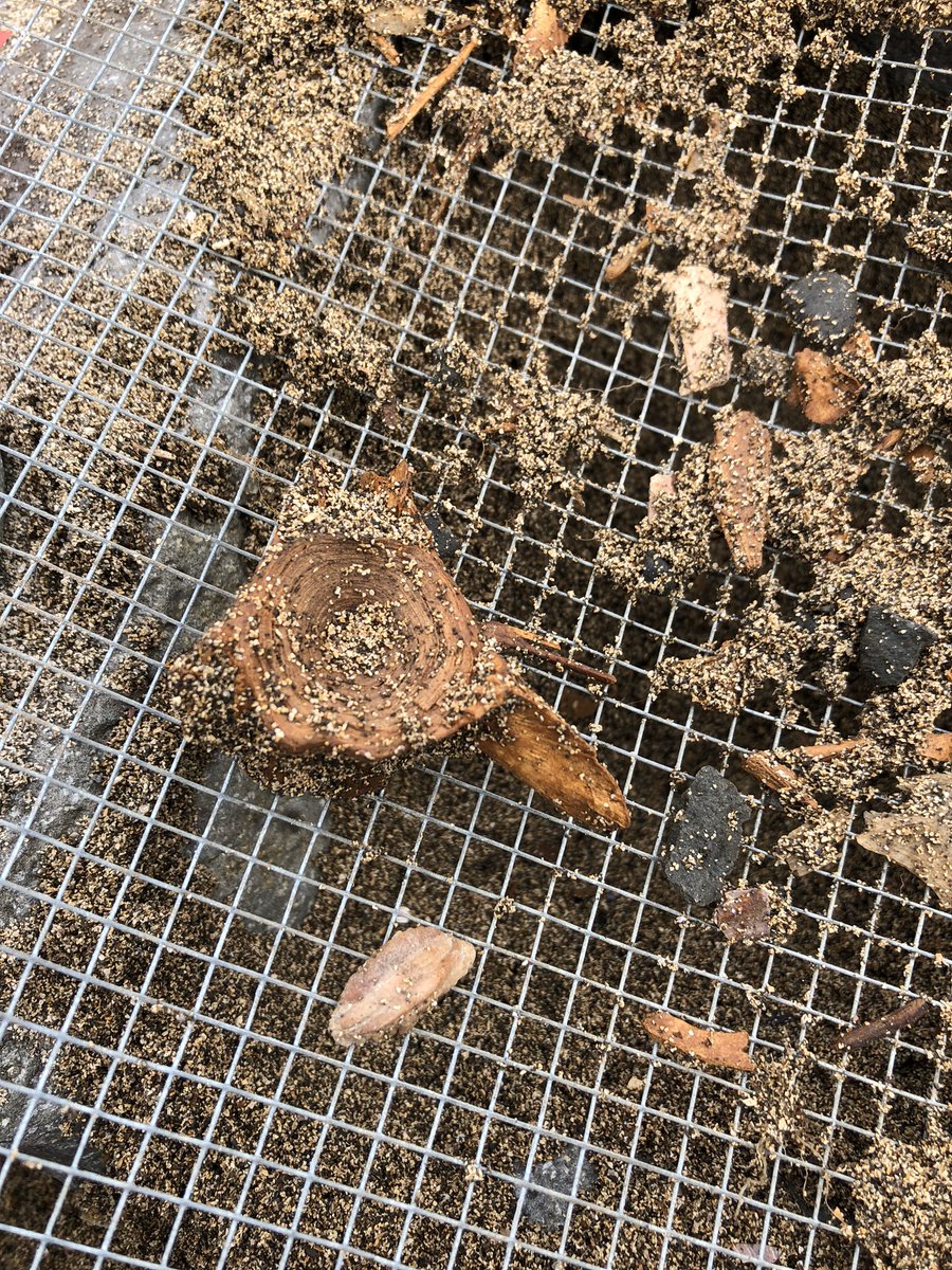 SaraMSchaal's tweet photo. My @LeifurEiriksson fellowship allowed me to foster another Icelandic collaboration where we are using otolith microchemistry on archeological samples from coastal middens to assess historic trophic and temperature conditions of #IcelandicCod ecotypes through the last 1000 years! https://t.co/VCl0FN0ru5
