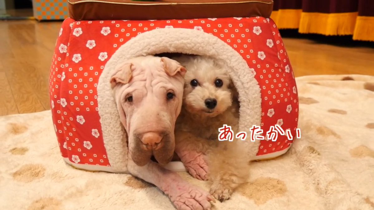 moeokazaki's tweet photo. きょとん（′-′ ） https://t.co/ksUCrJjqRk