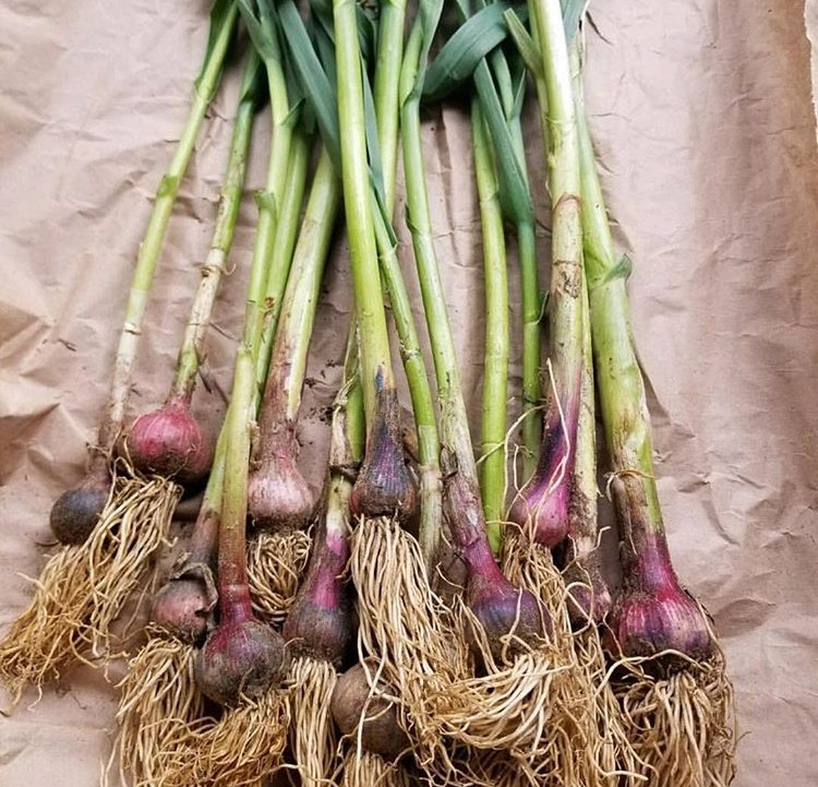 functionalatino's tweet photo. Ajo de Primavera ☺️
-
-
📸: @lacocinadegalia
#colageno #colagenobovino #colagenomarino #mexico #cdmx #mx #vidasana #comidasaludable #cuidatucuerpo #amatucuerpo #ajo #ajodeprimavera https://t.co/xQLPtcaejw