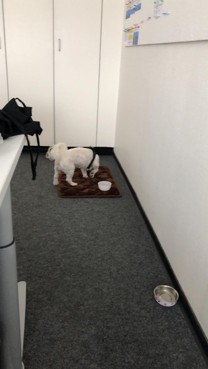 KappesMaltese's tweet image. In meinem Büro #DerChef #DerKappes #Maltese