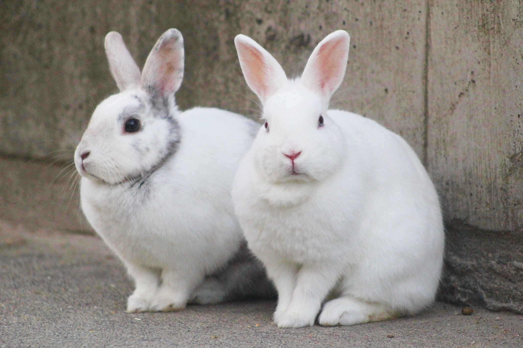 宇都宮動物園【公式】 on X: 