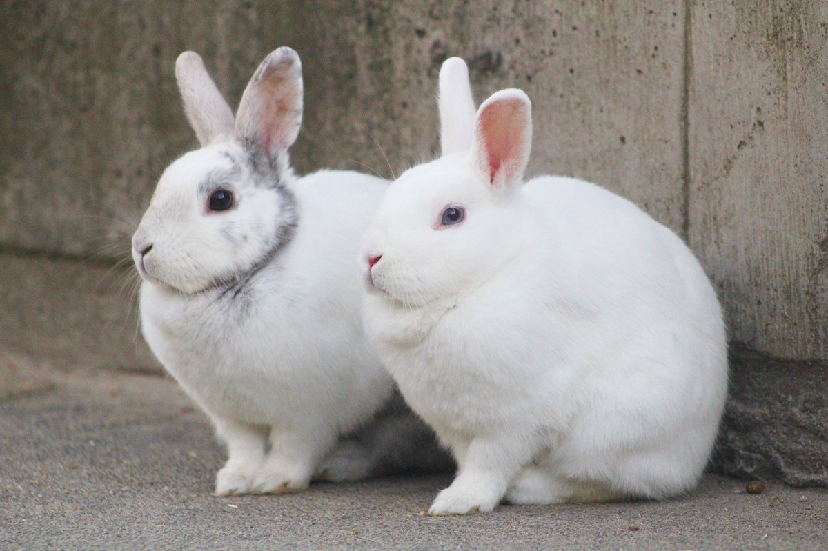 宇都宮動物園【公式】 on X: 宇都宮動物園【公式】 on X: