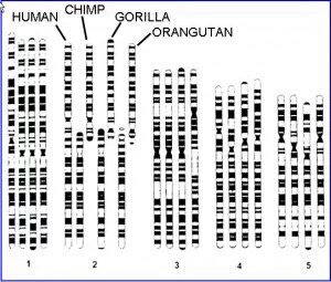 1. Human chromosome 2 is a fusion of 2 ancestral chromosomes Not only do we see the immediate alignment of chromosome bands but DNA sequencing across the junction confirms the fusionPlus synteny (same genes in the same order) across other chromosomes