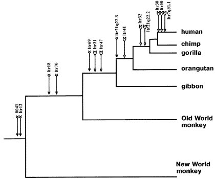 2. ERV insertion points.These are inherited in certain lineages in a nested manner.The chances of these insertions doing this by chance alone are infinitesimal (See point 4)