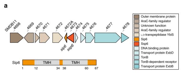 A family of T6SS effector proteins that form ion-selective pores
@SarahCoulthurs1 @UoDLifeSciences @GiusyM1990 @microbedave @HenrikStrahl @SamJPitt
https://go.nature.com/2RHZR74