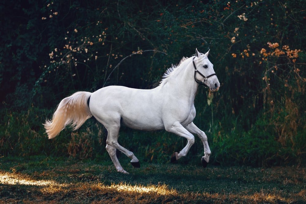 Fransizca_'s tweet photo. Cheval : At

un cheval : bir at (belirsiz)

le cheval : at (belirli)

#Fransızca https://t.co/9DpkzuTFJj