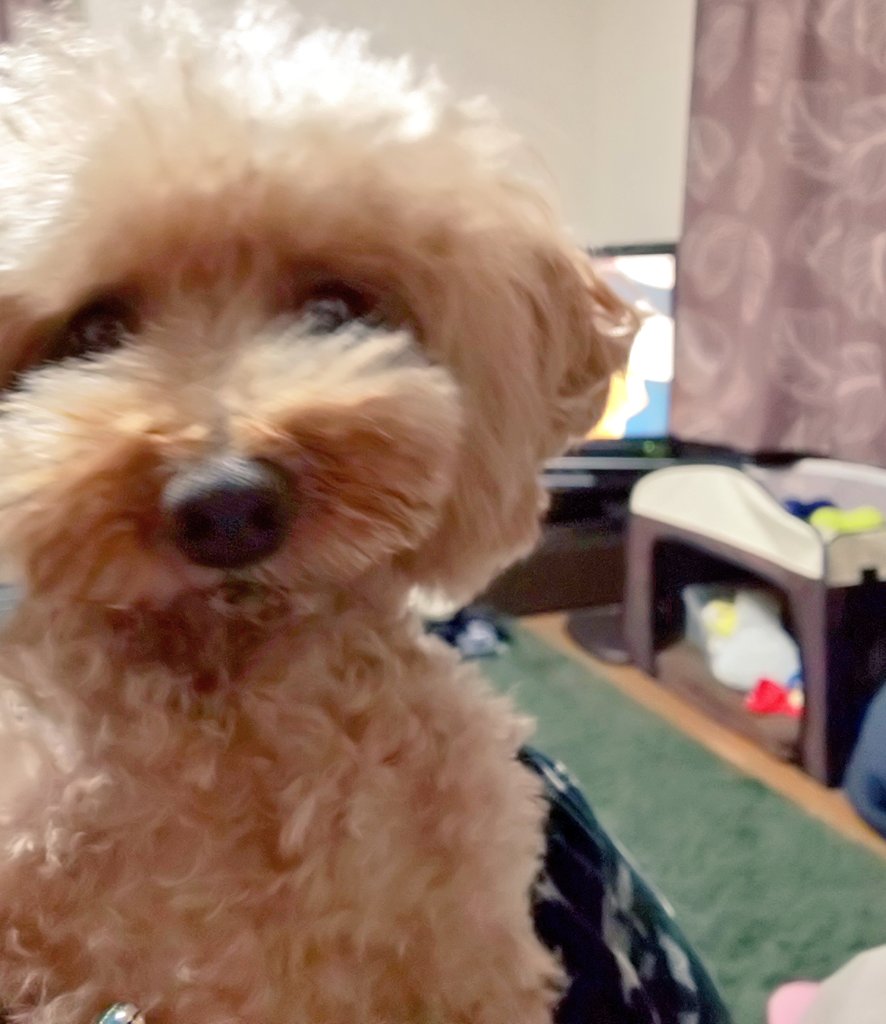 aoi75887611's tweet image. 🐶東方神起まだーーー？？
楽しみだワン💕

#東方神起
#FNS歌謡祭
#FNS東方神起楽しみ 
#XV
#toho15th