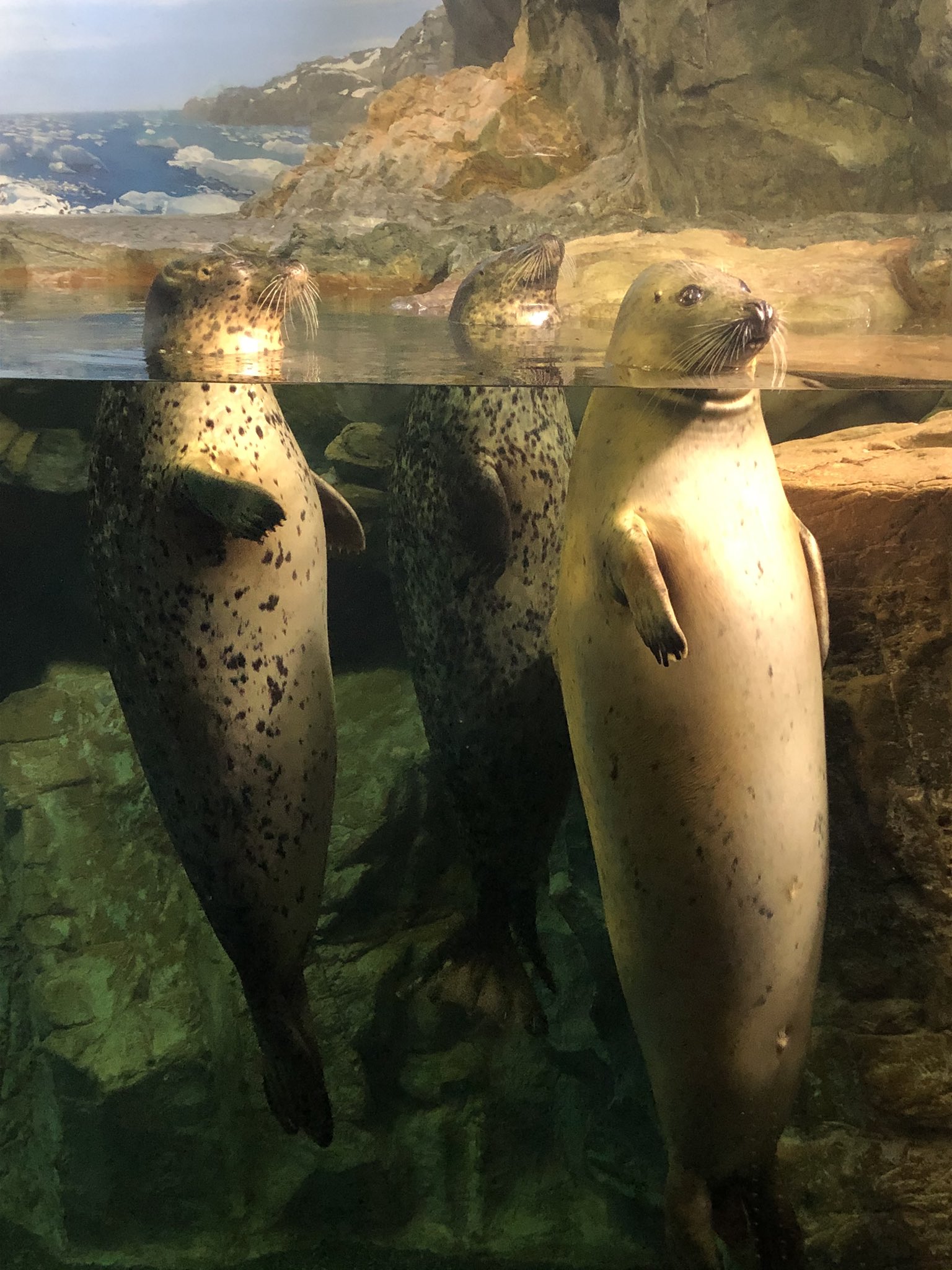 Houri ほうり アザラシってなんて可愛いの 下関 海峡館 アザラシかわいい アザラシ T Co 2ofntdue96 Twitter