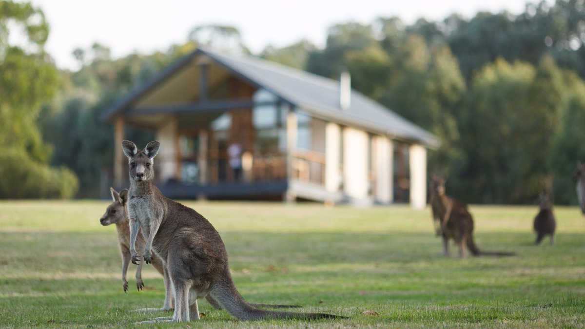 Melbourne_in's tweet photo. Nestled in the hillside with 13 self-contained, luxurious bedrooms, a host of outdoor activities, a 20 acre private nature reserve and sprawling golf-course - Yering Gorge Cottages at Yarra Valley near Melbourne is perfect for all romantics. Find out: https://t.co/QZywL0xK5K https://t.co/W9ECeWFwIB