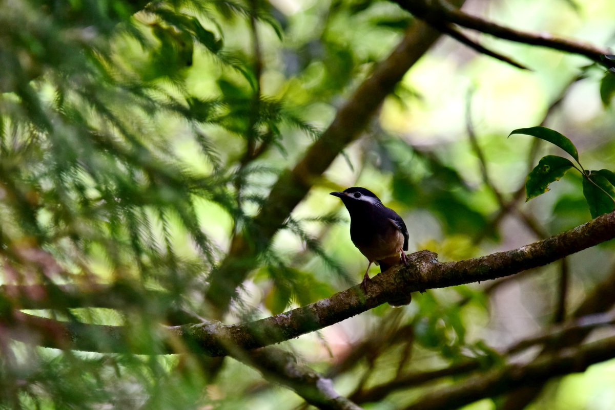taiwanbirdguide's tweet photo. The white ear π covert of #WhiteEaredSibia #η½θ³η«η is very elegant and delicate.
#TaiwanEndemicSpecies #TaiwanBirdGuide #bird #birding #birdphotography #Taiwan https://t.co/KYoFPbXVii