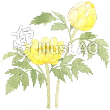 福寿草のtwitterイラスト検索結果 古い順 福寿草のtwitterイラスト検索結果 古い順