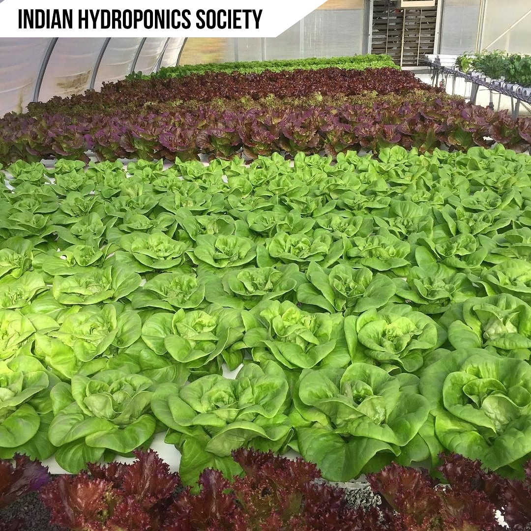 As we leaf ☘️ 2019 behind, lettuce🥗 do our best to practice sustainability so that we can romaine💚 good stewards our beautiful Plant-et!🌏🌄.

#hydroponics #indianhydroponics #indhydroponics #indianhydroponicssociety #lettuce #organic #farm #fresh #vegan #vegetables #hydroponic