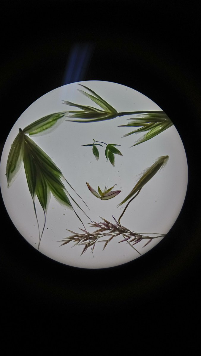 Studying up for the plants test tomorrow and came across this photo of or Poaceae class. If anyone else is looking for study see if you can find out what they are (cus I surely don't 😅) #MScPlDiv