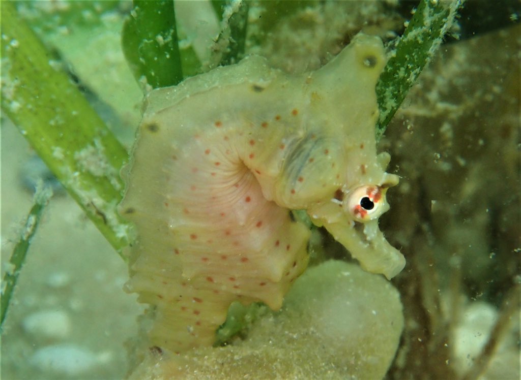 ClaassensLouw's tweet photo. World, meet H. Camelopardalis (Giraffe #seahorse ) - a #datadeficient #seahorse species found on the east coast of #Africa . So great being able to learn more about this species - generating info needed for #conservation actions! #everyspeciescoints #speciesconservation https://t.co/4aRI450cXE