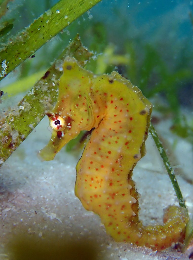 ClaassensLouw's tweet photo. World, meet H. Camelopardalis (Giraffe #seahorse ) - a #datadeficient #seahorse species found on the east coast of #Africa . So great being able to learn more about this species - generating info needed for #conservation actions! #everyspeciescoints #speciesconservation https://t.co/4aRI450cXE